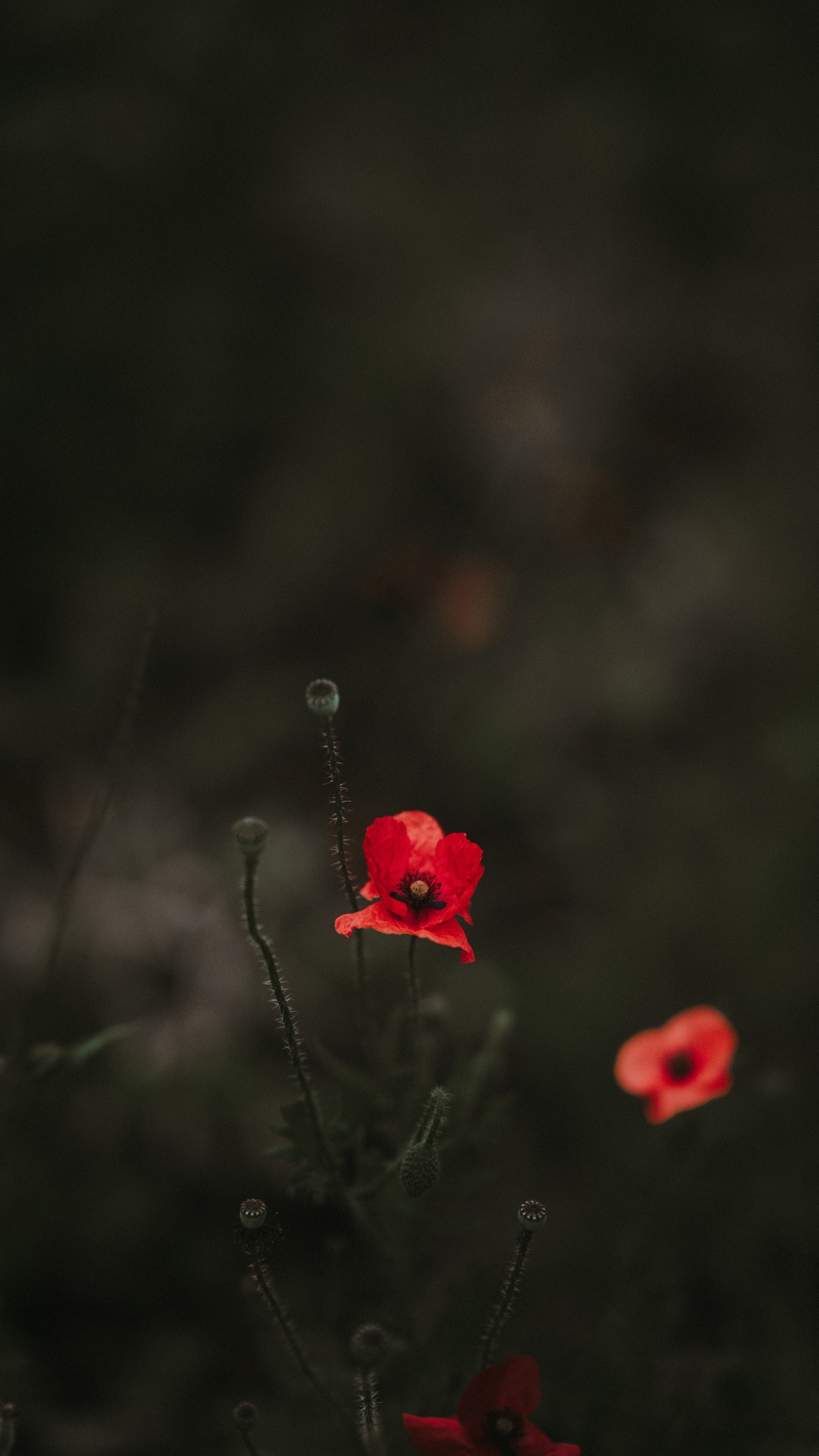 Fleur Rouge Dans L'objectif à Basculement. Wallpaper in 1080x1920 Resolution