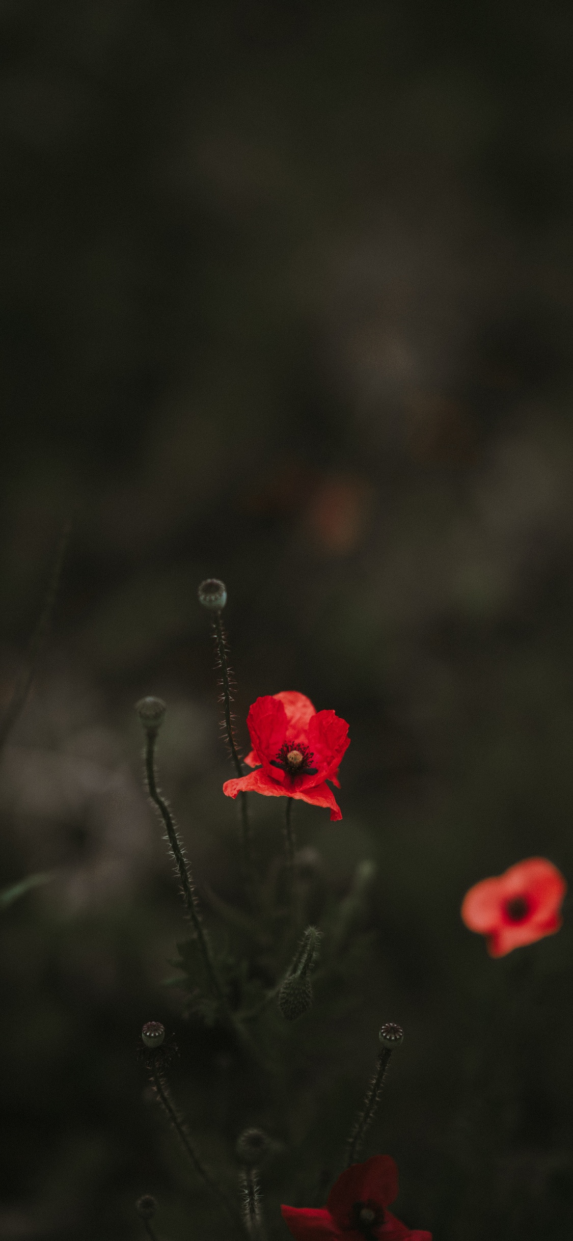 Fleur Rouge Dans L'objectif à Basculement. Wallpaper in 1125x2436 Resolution