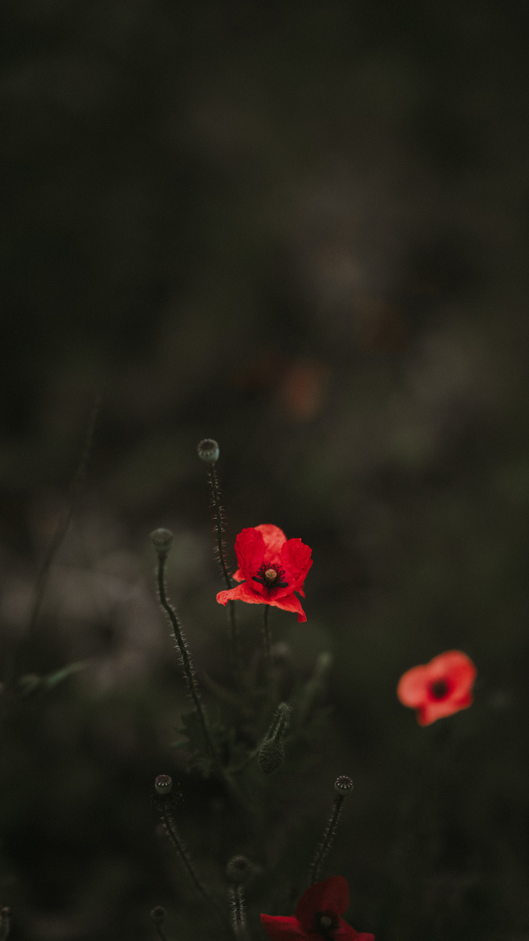 Fleur Rouge Dans L'objectif à Basculement. Wallpaper in 750x1334 Resolution
