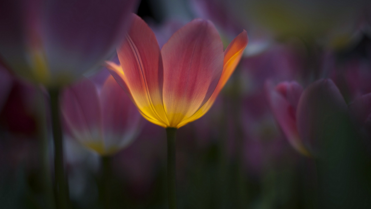Pink and Yellow Flower in Tilt Shift Lens. Wallpaper in 1280x720 Resolution