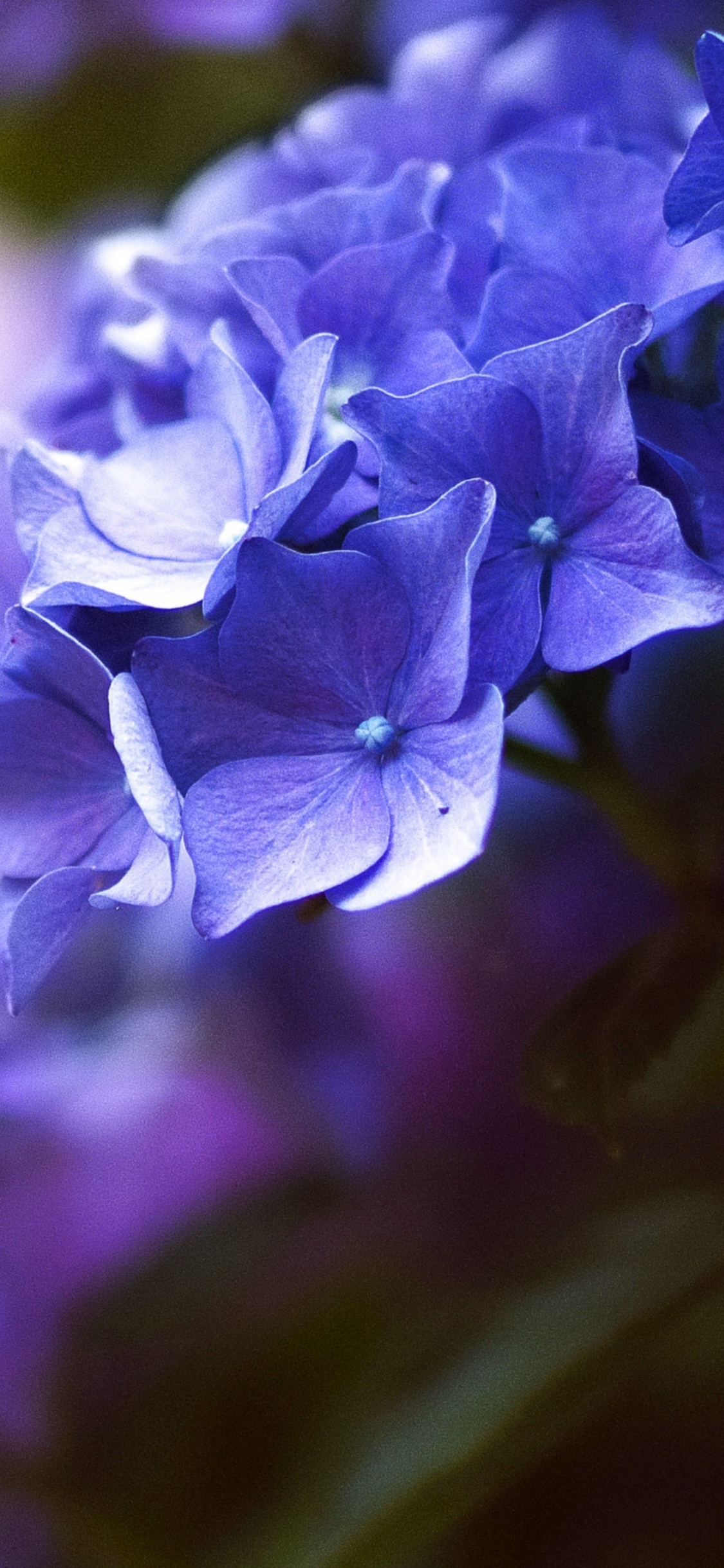 紫罗兰色, 紫色的, 淡紫色的, Hydrangeaceae, 弹簧 壁纸 1125x2436 允许