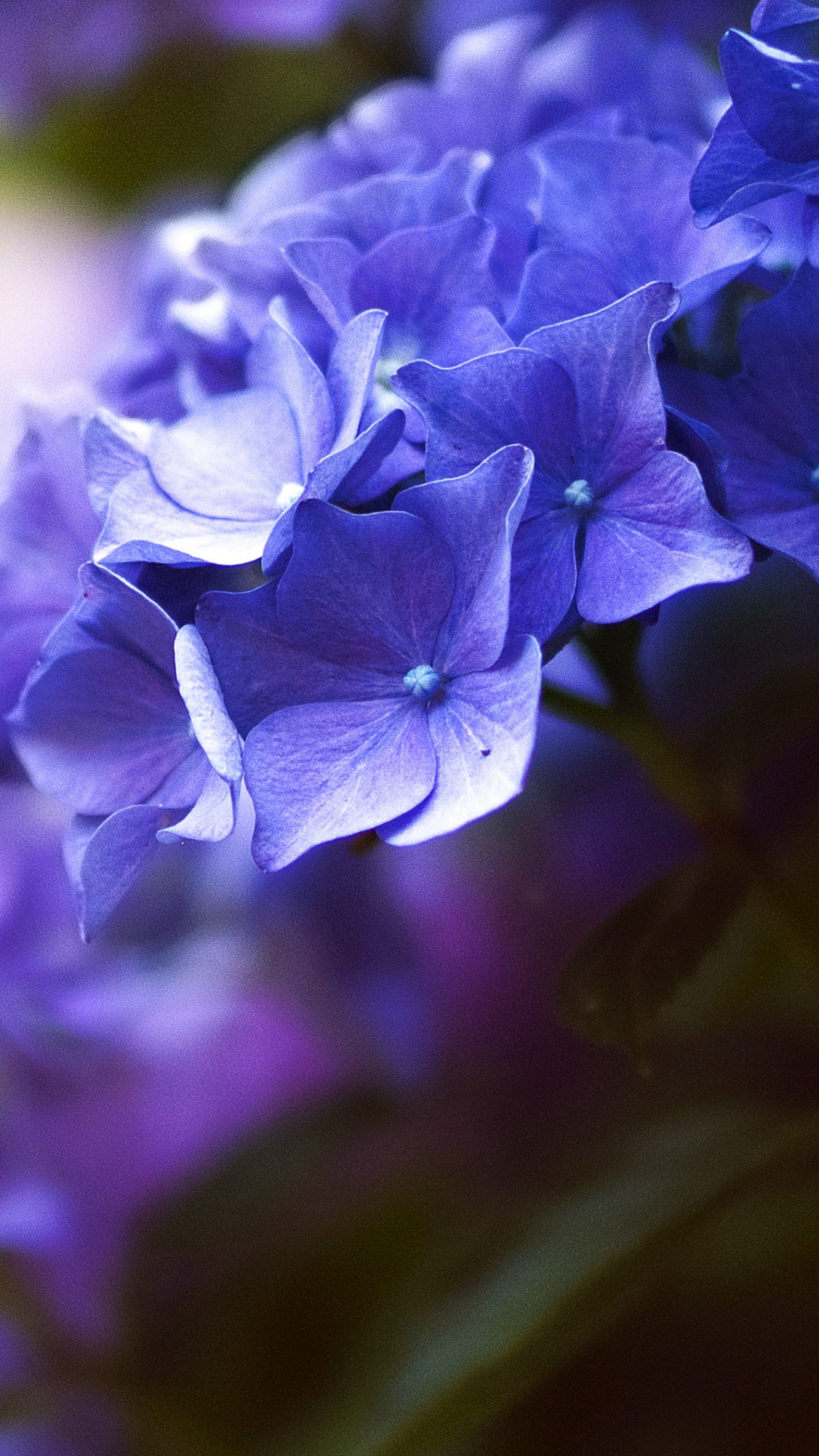 Lila Blume in Makrolinse. Wallpaper in 1440x2560 Resolution