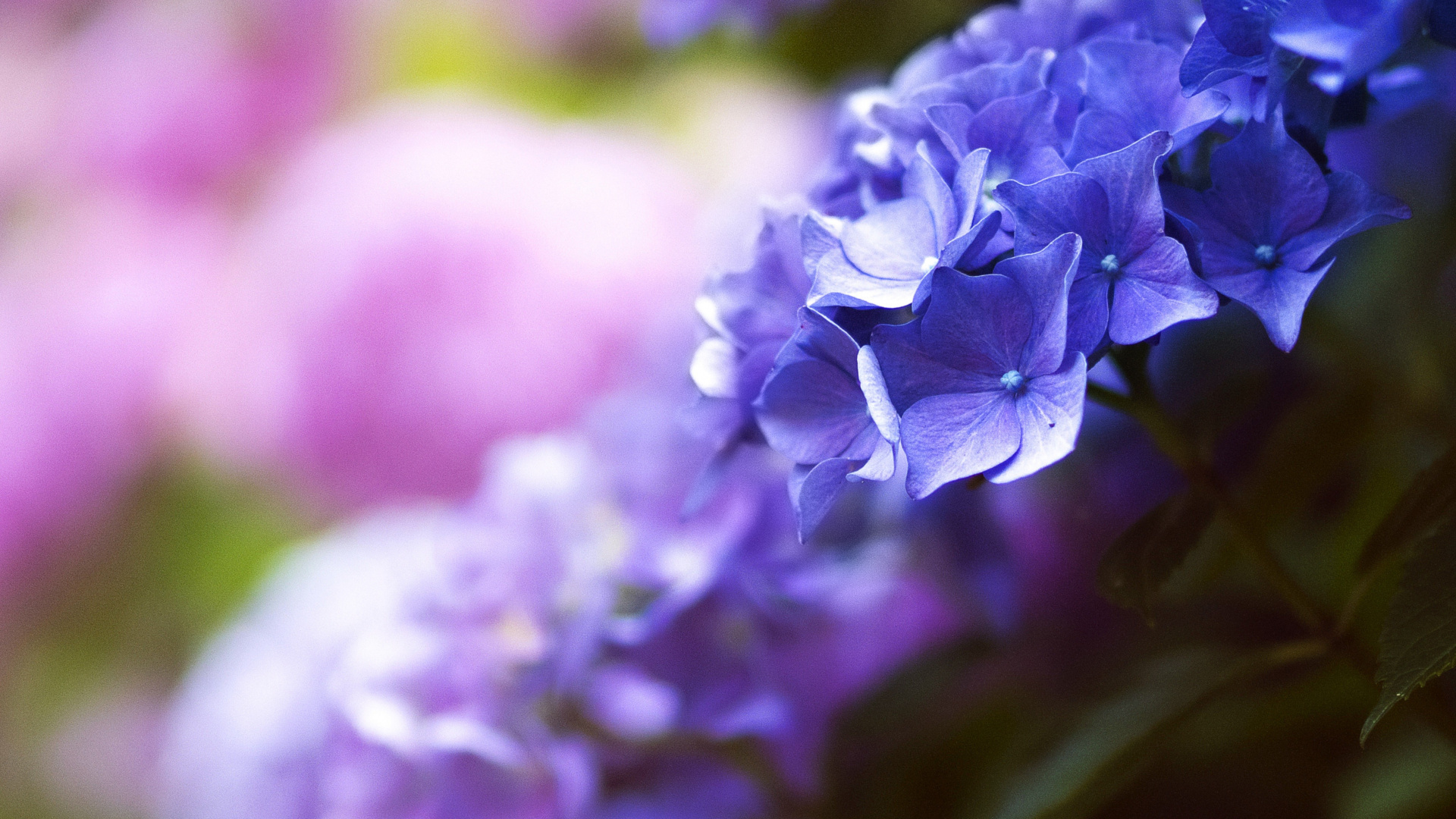 Purple Flower in Macro Lens. Wallpaper in 1920x1080 Resolution