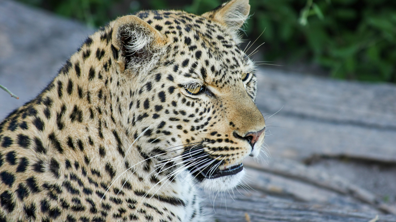 Leopard, Tiger, Jaguar, Afrikanischer Elefant, Lion. Wallpaper in 1280x720 Resolution