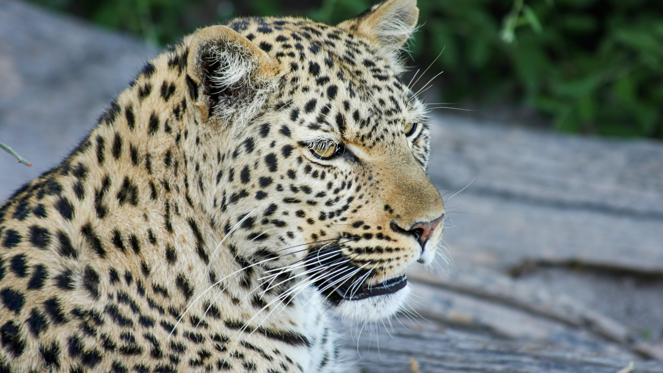 Leopard, Tiger, Jaguar, Afrikanischer Elefant, Lion. Wallpaper in 1366x768 Resolution