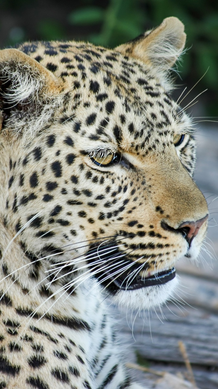 Leopard, Tiger, Jaguar, Afrikanischer Elefant, Lion. Wallpaper in 720x1280 Resolution