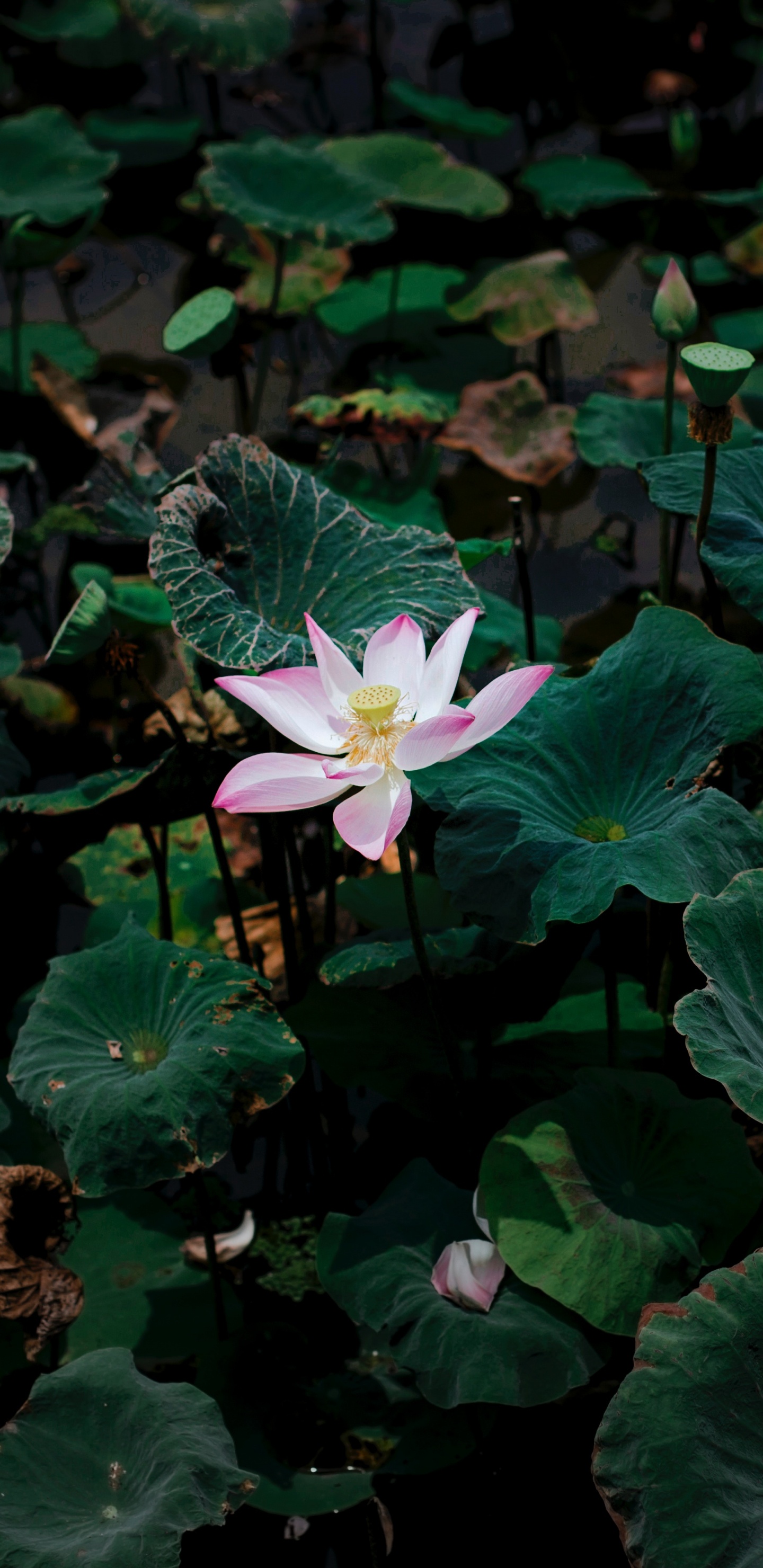 White Flower With Green Leaves. Wallpaper in 1440x2960 Resolution