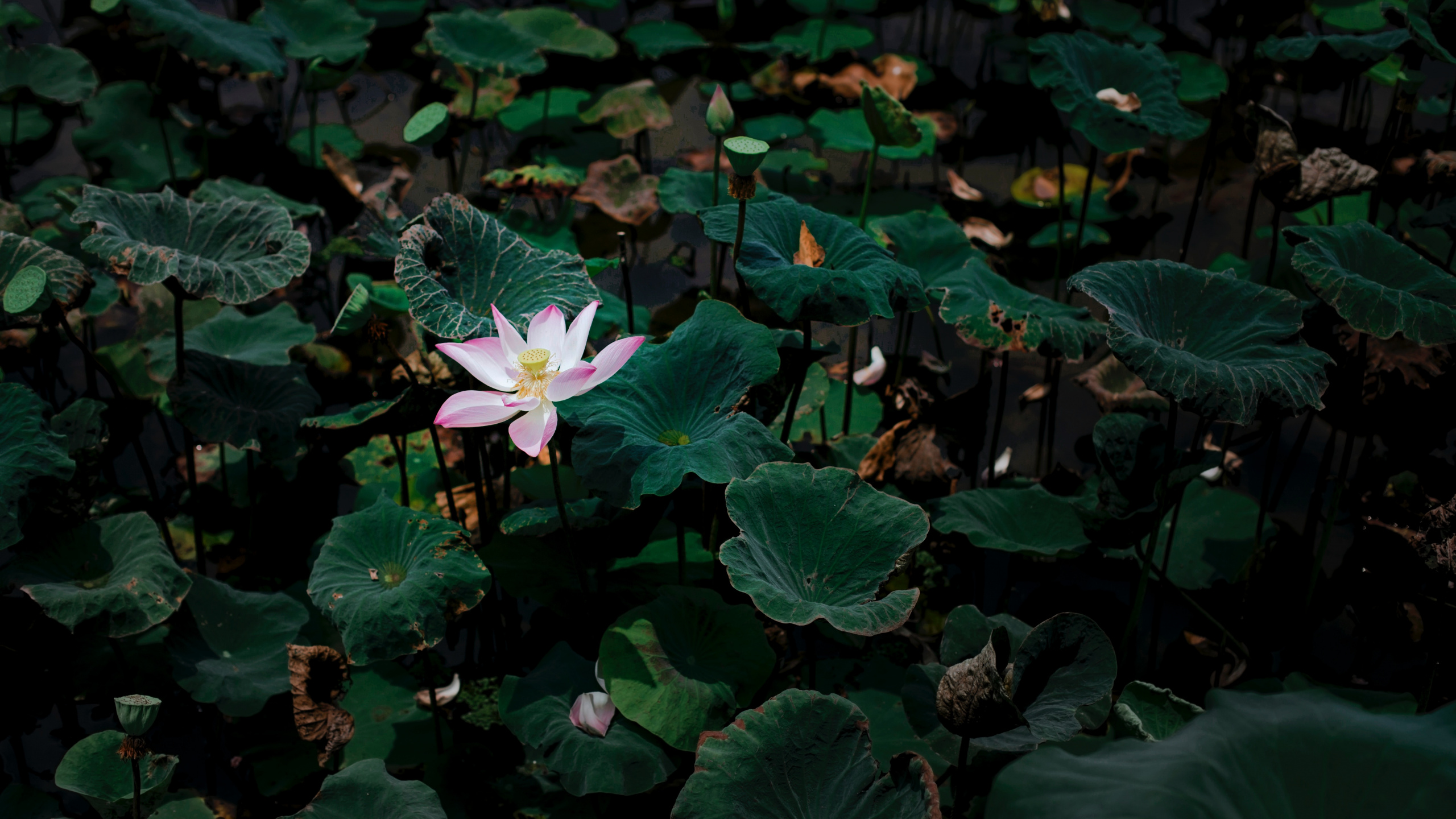 White Flower With Green Leaves. Wallpaper in 2560x1440 Resolution