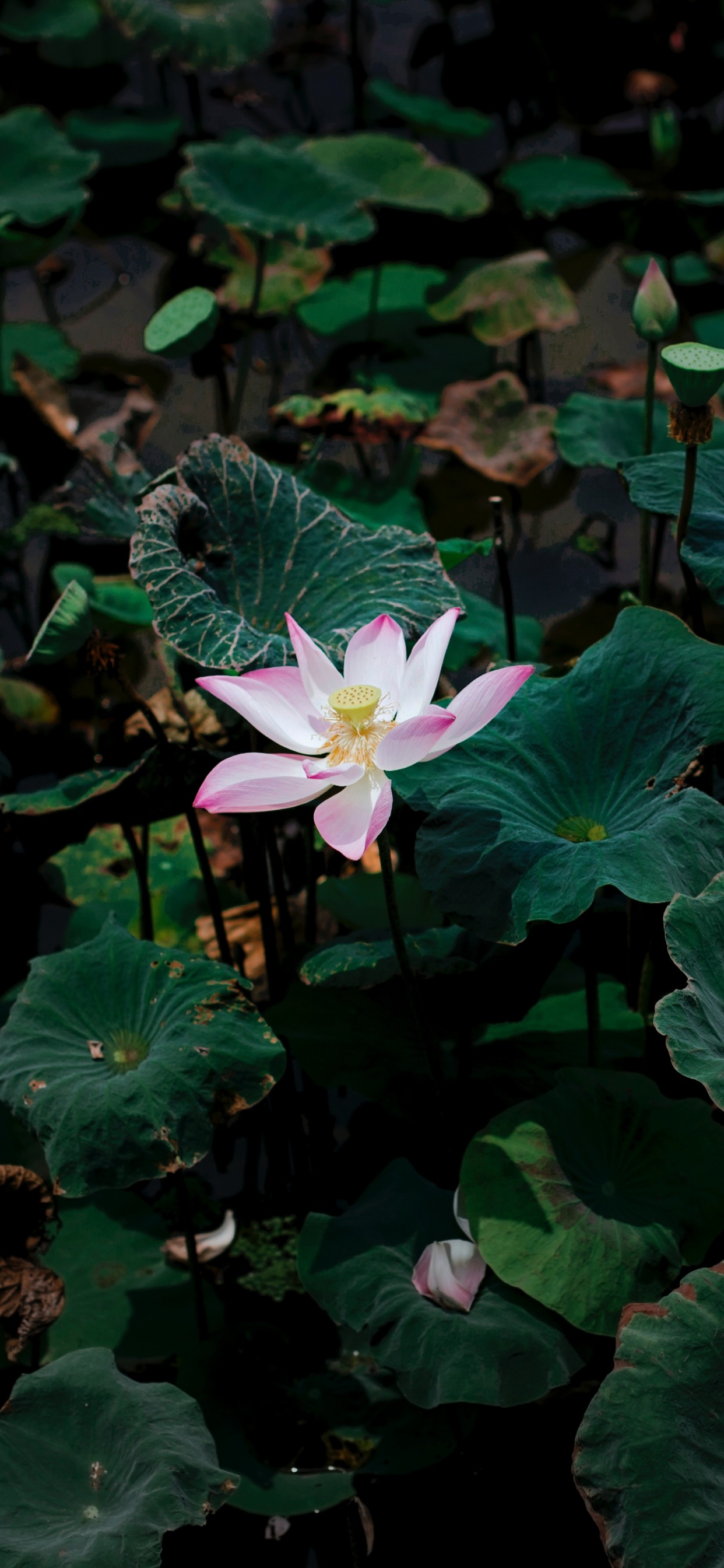 Flor Blanca Con Hojas Verdes. Wallpaper in 1242x2688 Resolution
