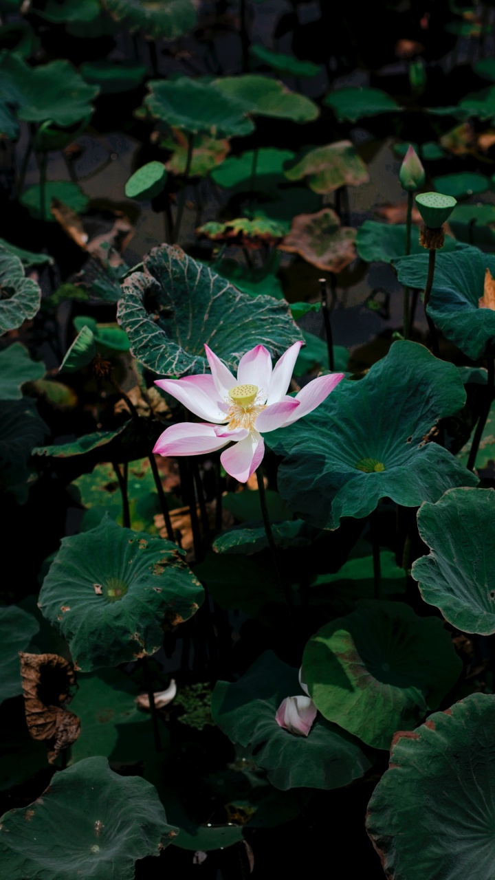 Flor Blanca Con Hojas Verdes. Wallpaper in 720x1280 Resolution