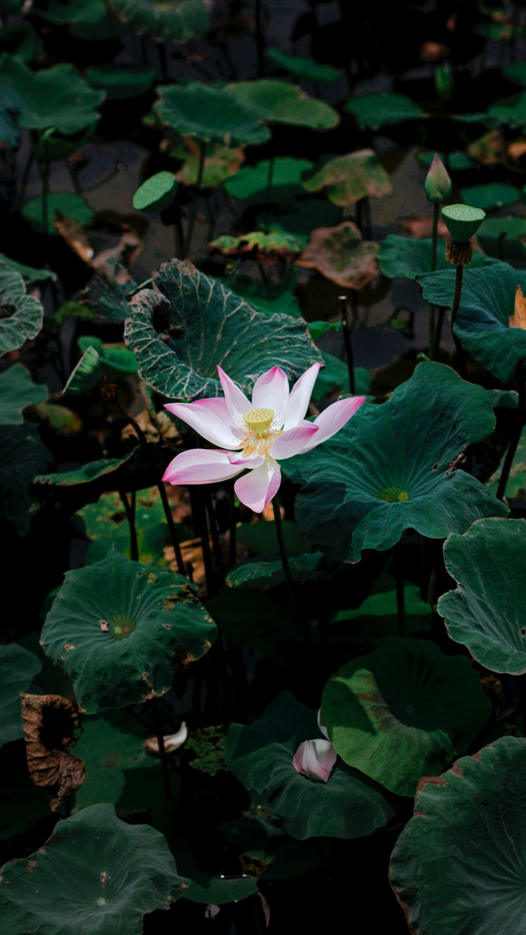 Flor Blanca Con Hojas Verdes. Wallpaper in 750x1334 Resolution