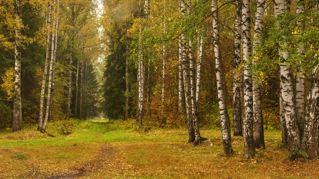 Green and Brown Trees on Green Grass Field During Daytime. Wallpaper in 1280x720 Resolution