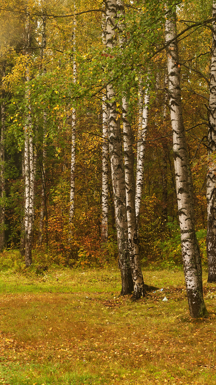 Green and Brown Trees on Green Grass Field During Daytime. Wallpaper in 750x1334 Resolution