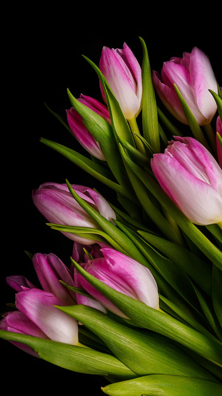 Pétale, Crème, Plante Terrestre, L'arrangement Des Fleurs, Magenta. Wallpaper in 750x1334 Resolution