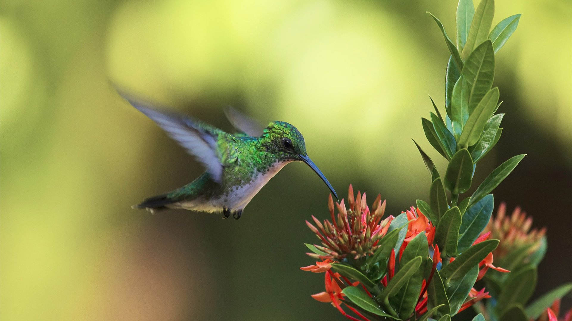 Colibrí Verde y Marrón Volando. Wallpaper in 1920x1080 Resolution