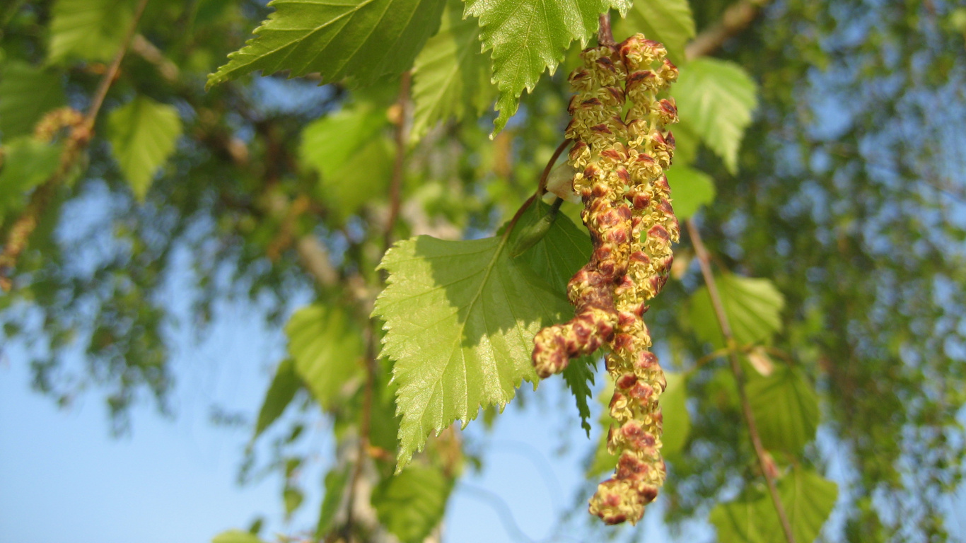 艺术, 显花植物, 工厂, 落叶, 葡萄家庭 壁纸 1366x768 允许