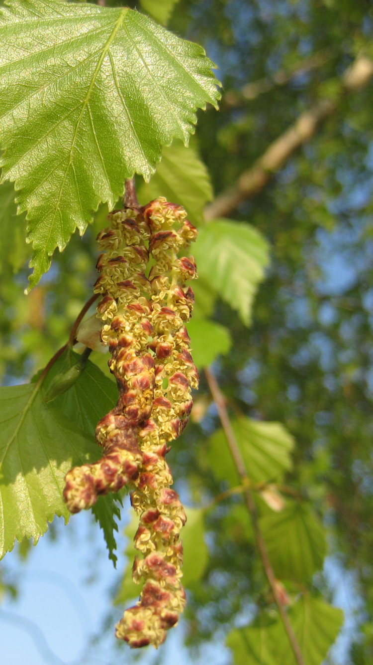 Planta de Hoja Verde Durante el Día. Wallpaper in 750x1334 Resolution