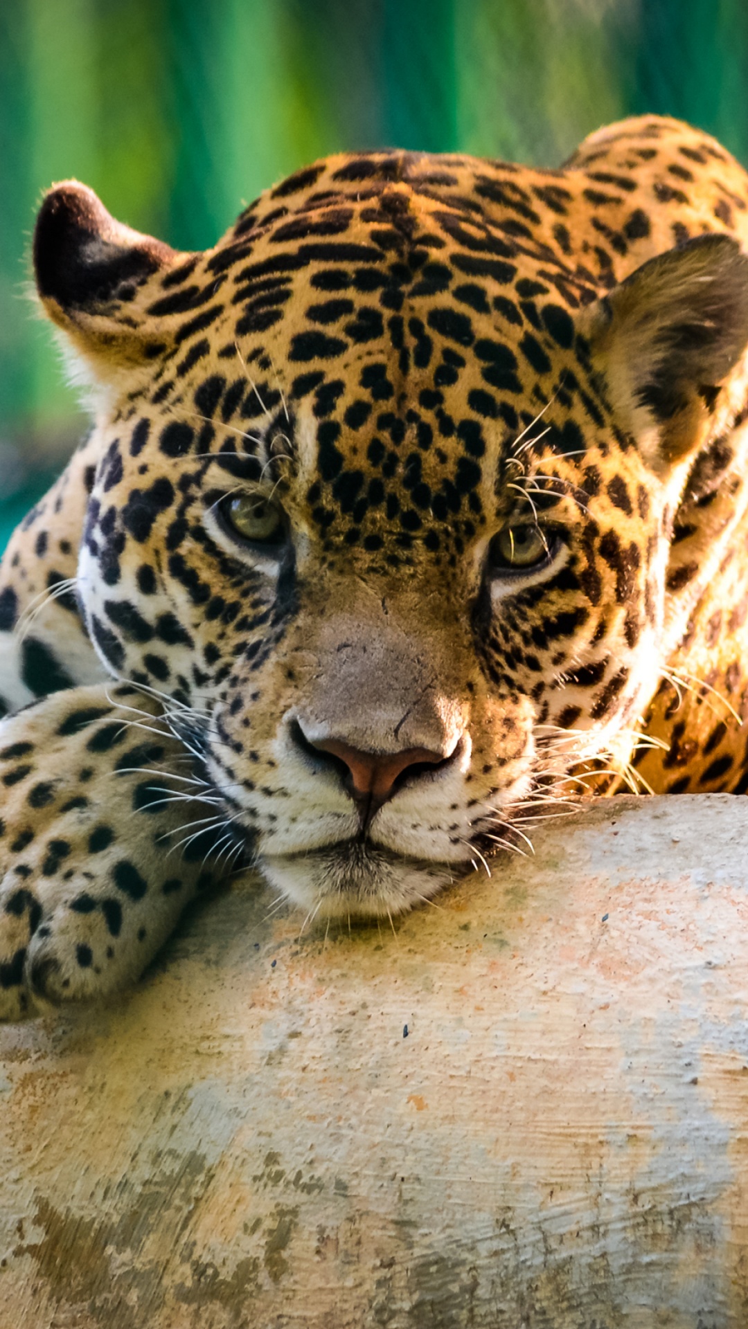 Leopardo Marrón y Negro Acostado Sobre Tronco de Árbol Marrón Durante el Día. Wallpaper in 1080x1920 Resolution