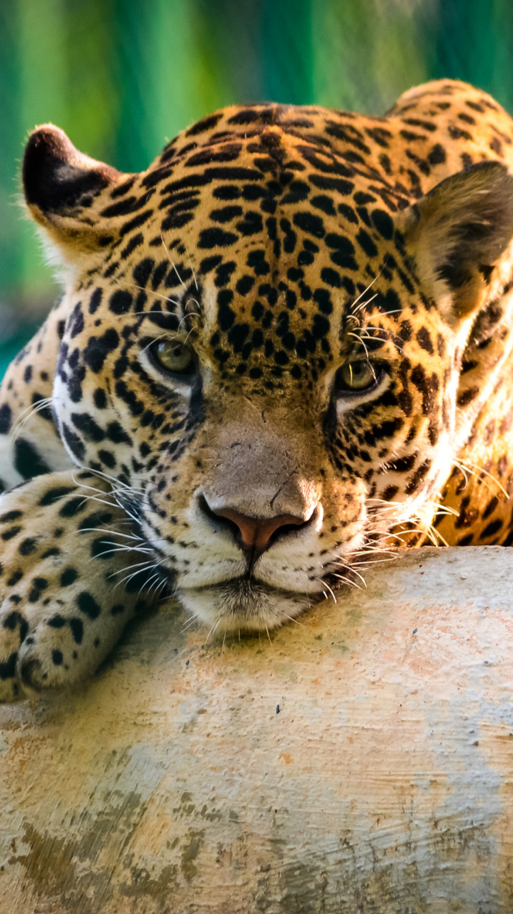 Leopardo Marrón y Negro Acostado Sobre Tronco de Árbol Marrón Durante el Día. Wallpaper in 750x1334 Resolution