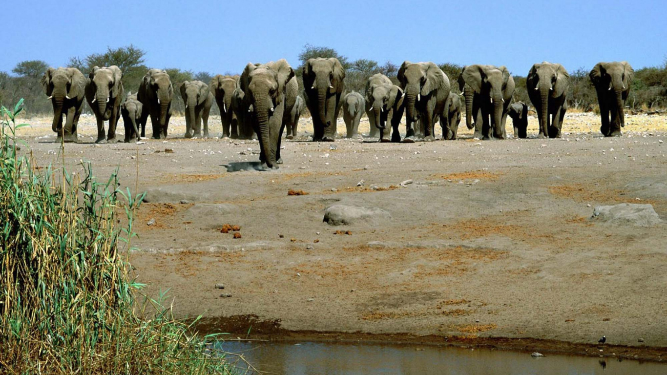 Elephants on Body of Water During Daytime. Wallpaper in 1366x768 Resolution