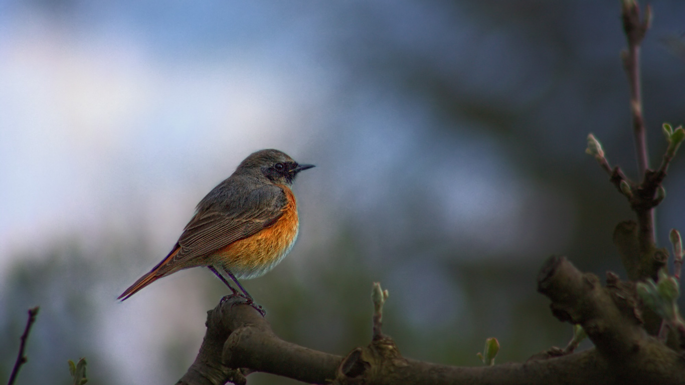Brown and Gray Bird on Tree Branch. Wallpaper in 1366x768 Resolution