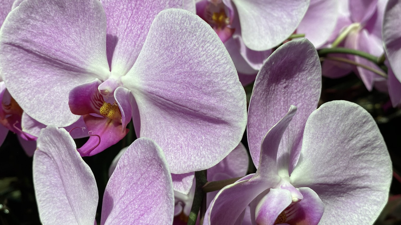Flora, Flowering Plant, Dendrobium, Orchids, Waling-waling. Wallpaper in 1366x768 Resolution