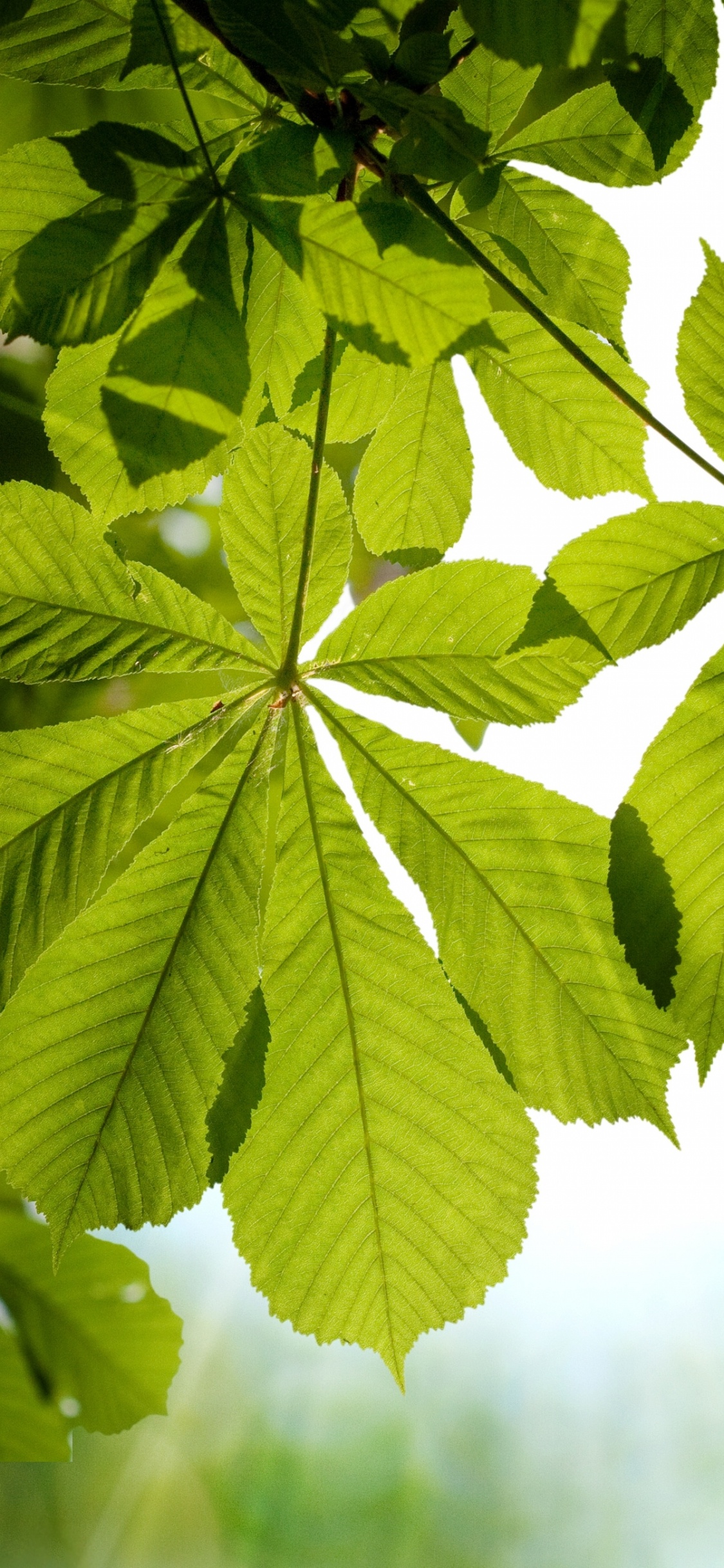 Feuille Verte en Photographie Rapprochée. Wallpaper in 1125x2436 Resolution
