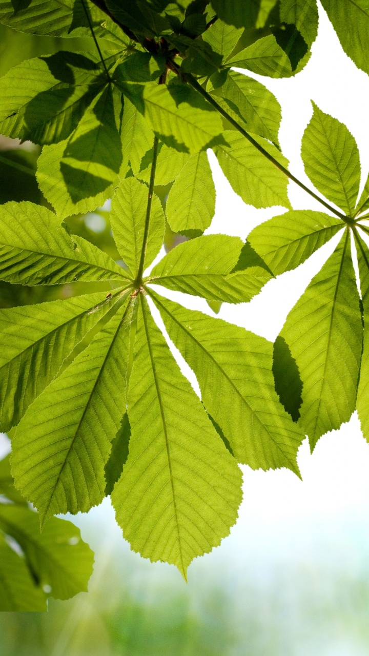 Green Leaf in Close up Photography. Wallpaper in 720x1280 Resolution