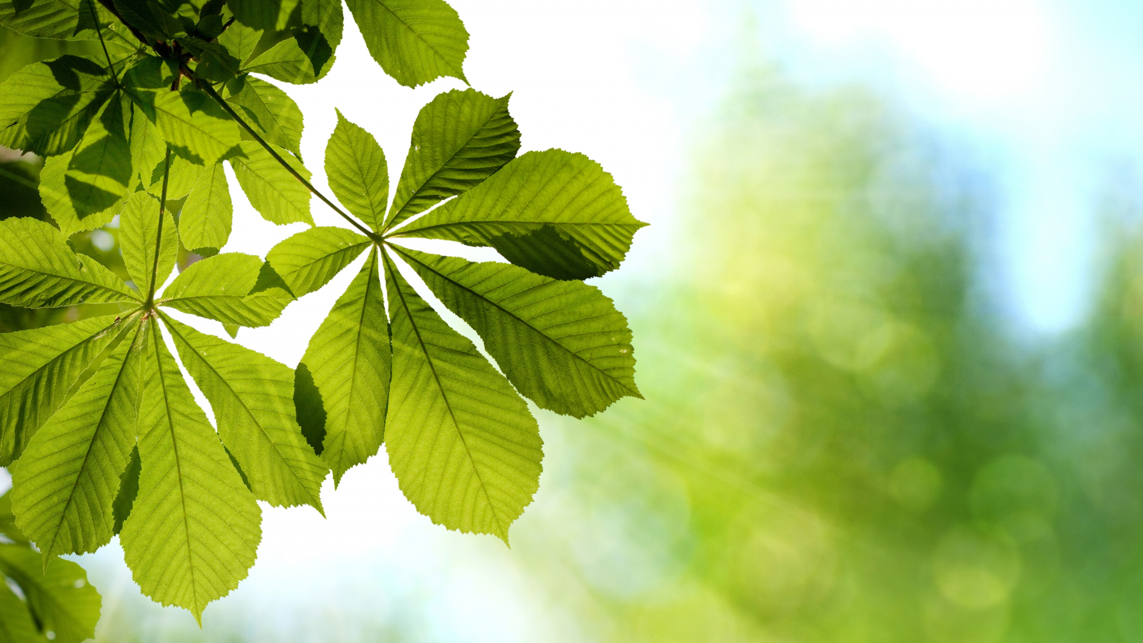 Hoja Verde en Fotografía de Cerca. Wallpaper in 3840x2160 Resolution