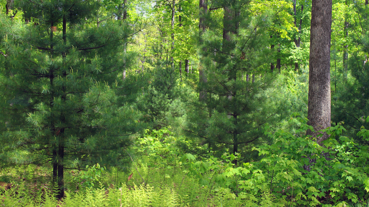 Green Trees and Grass During Daytime. Wallpaper in 1280x720 Resolution