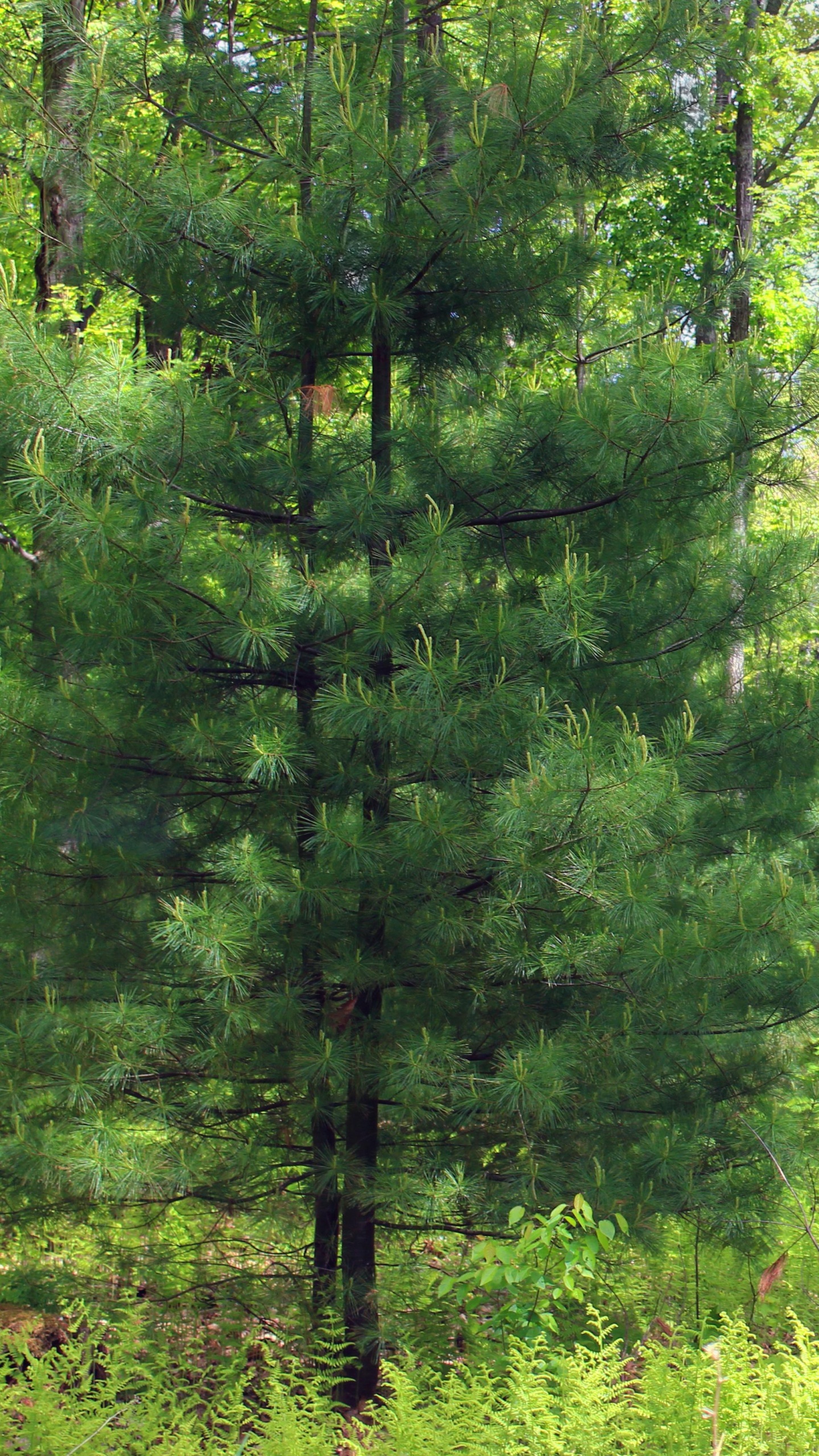 Green Trees and Grass During Daytime. Wallpaper in 1440x2560 Resolution