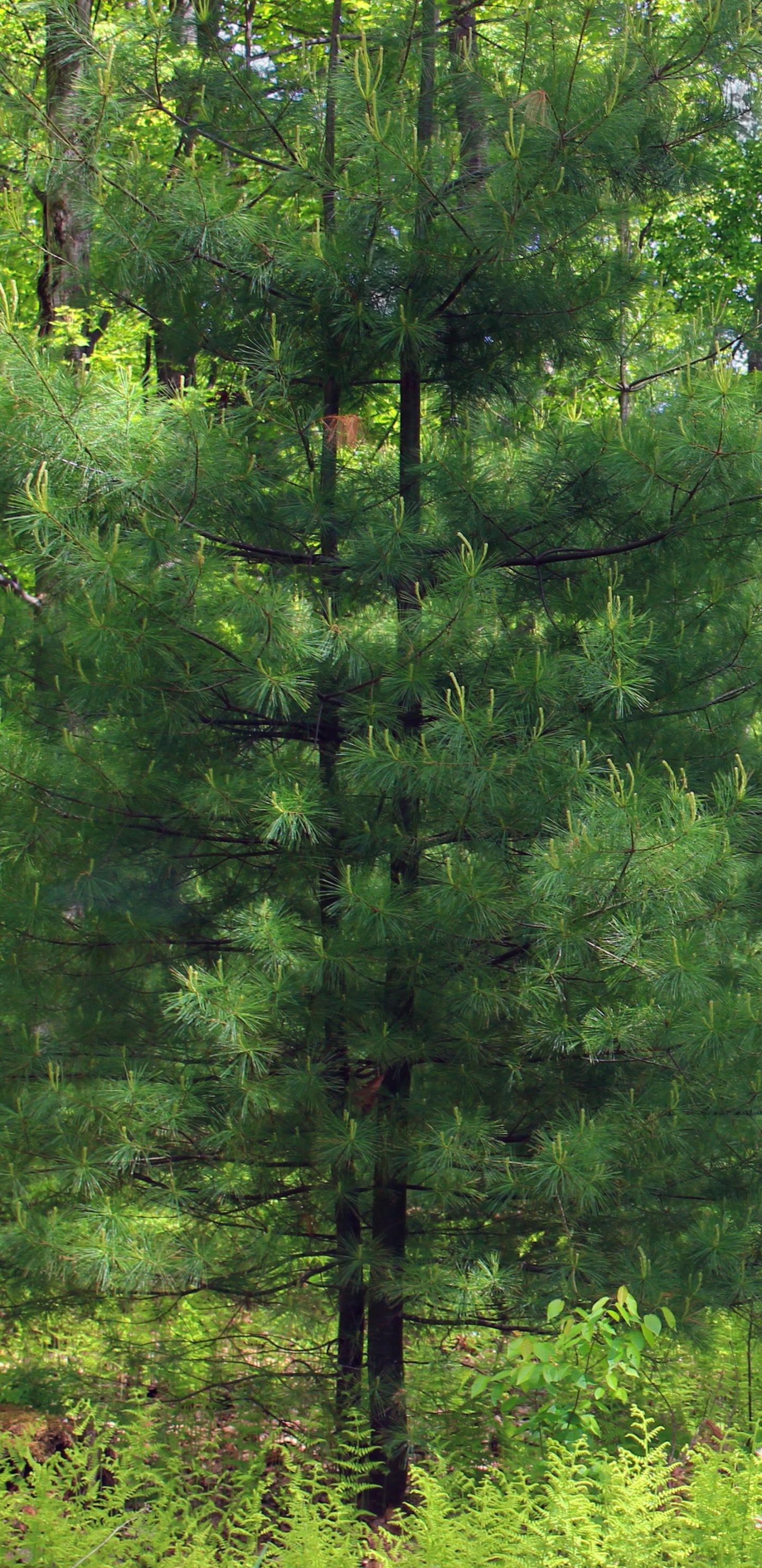 Green Trees and Grass During Daytime. Wallpaper in 1440x2960 Resolution
