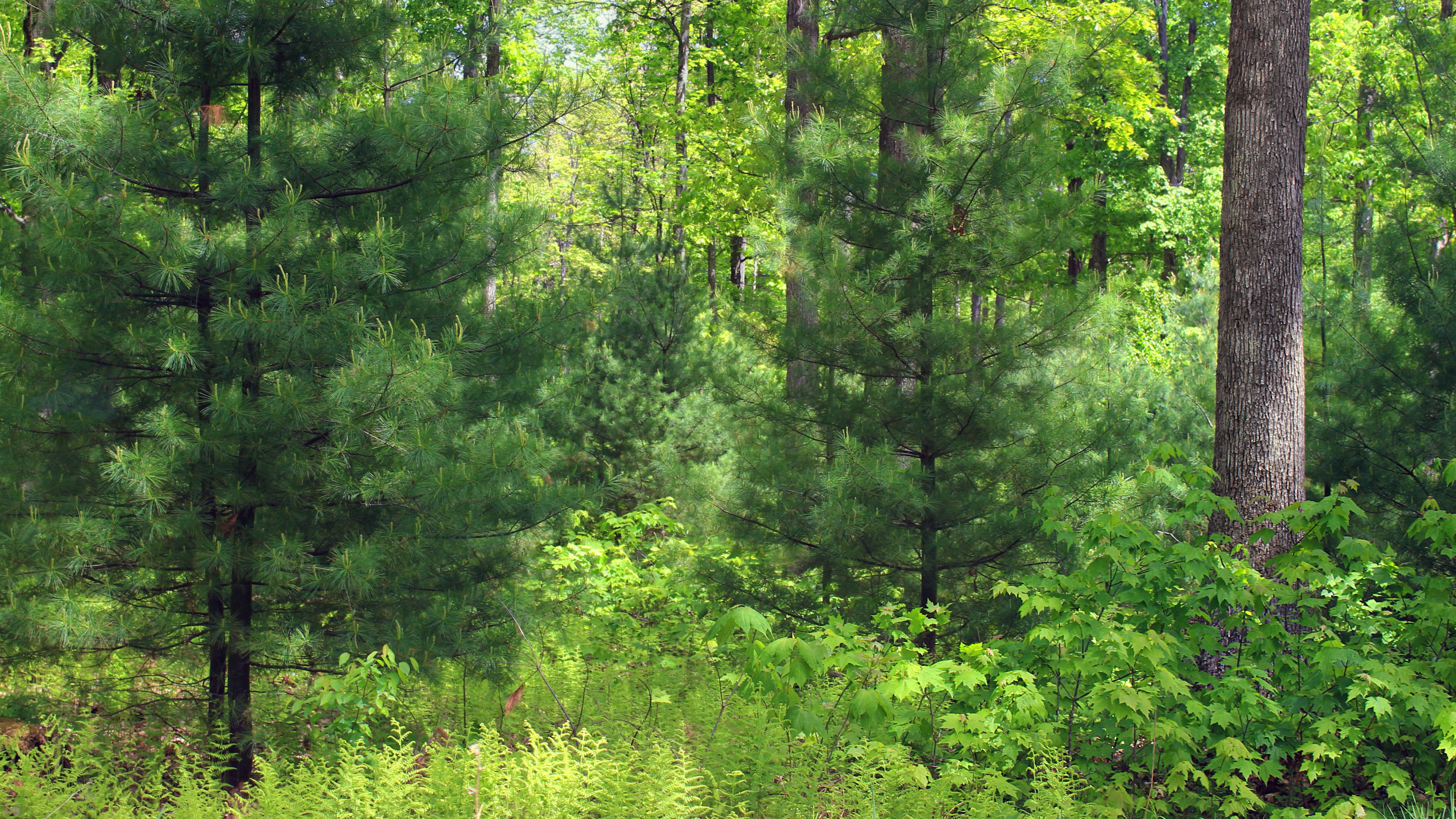 Green Trees and Grass During Daytime. Wallpaper in 3840x2160 Resolution
