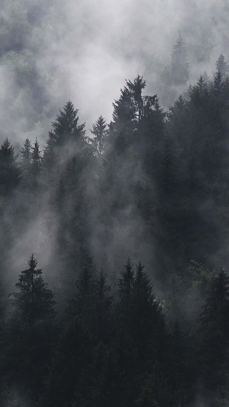 Grüne Pinien Unter Weißen Wolken. Wallpaper in 750x1334 Resolution