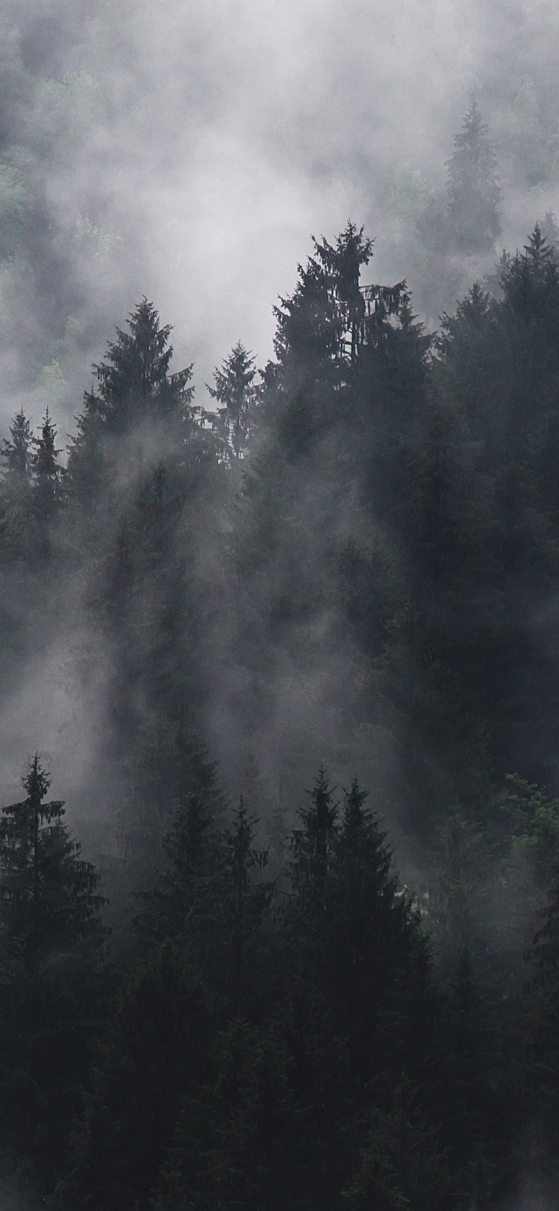 Pinos Verdes Bajo Nubes Blancas. Wallpaper in 1125x2436 Resolution