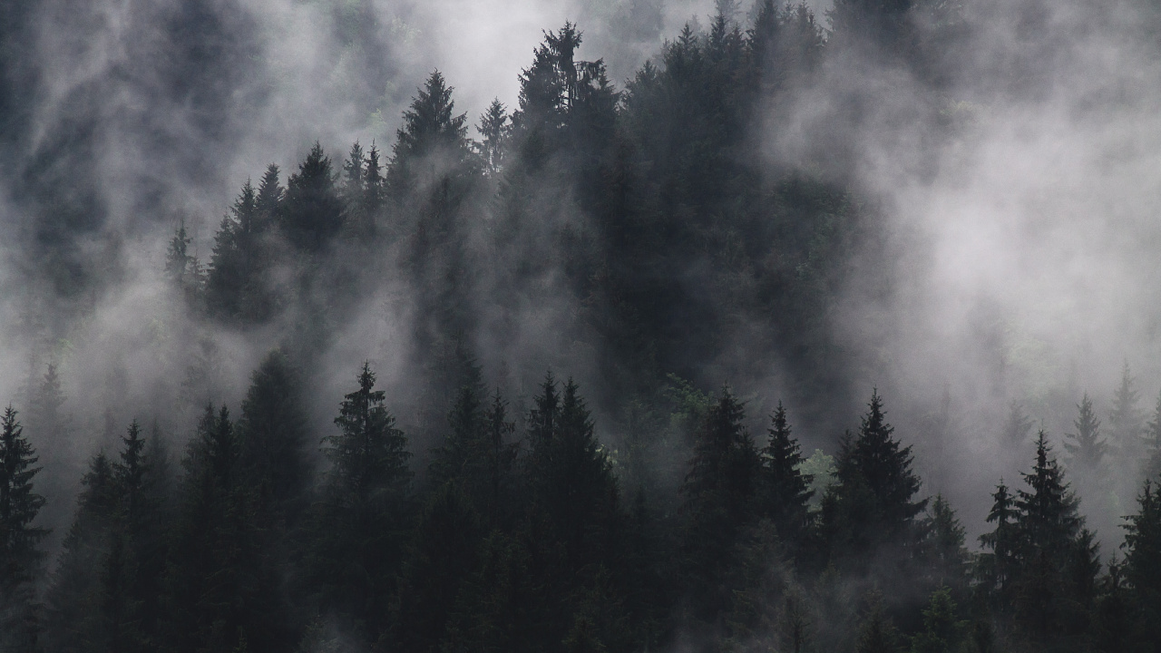 Pinos Verdes Bajo Nubes Blancas. Wallpaper in 1280x720 Resolution