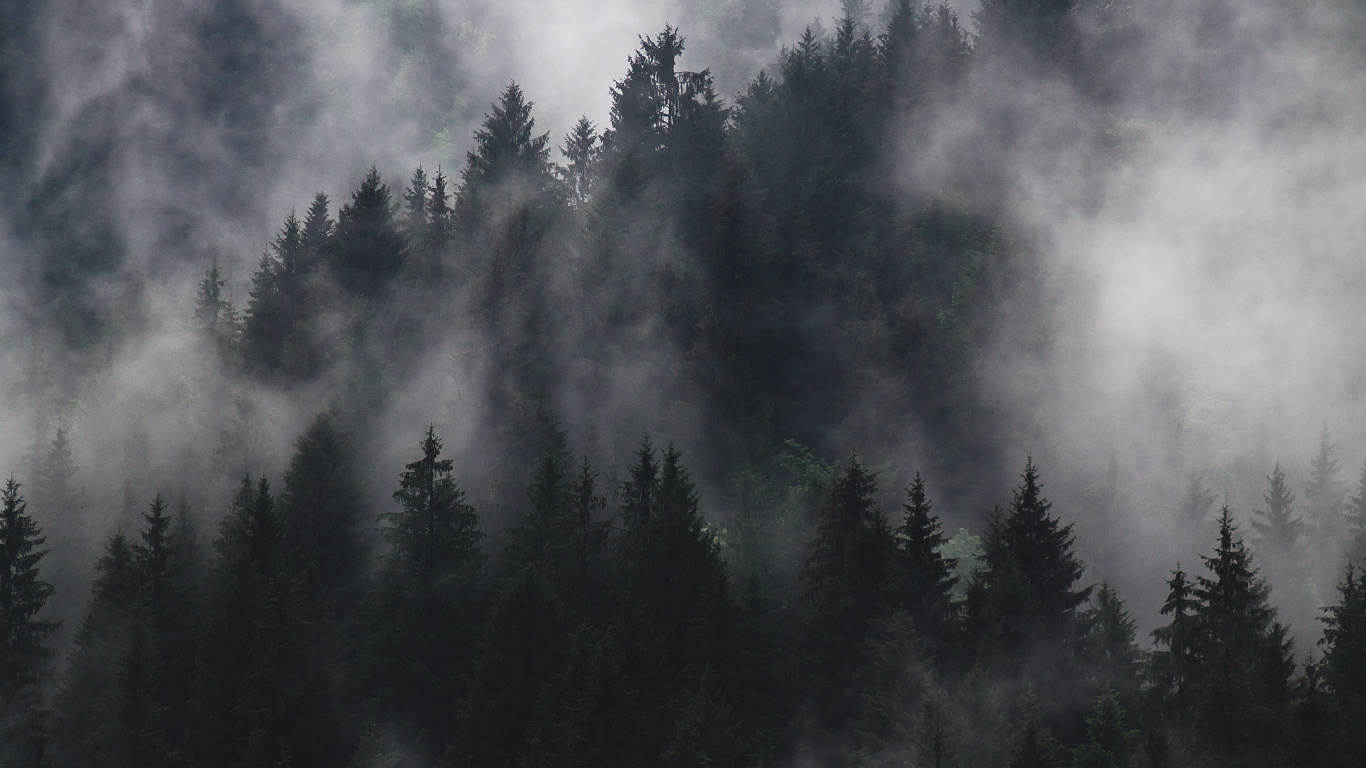 Pinos Verdes Bajo Nubes Blancas. Wallpaper in 1366x768 Resolution