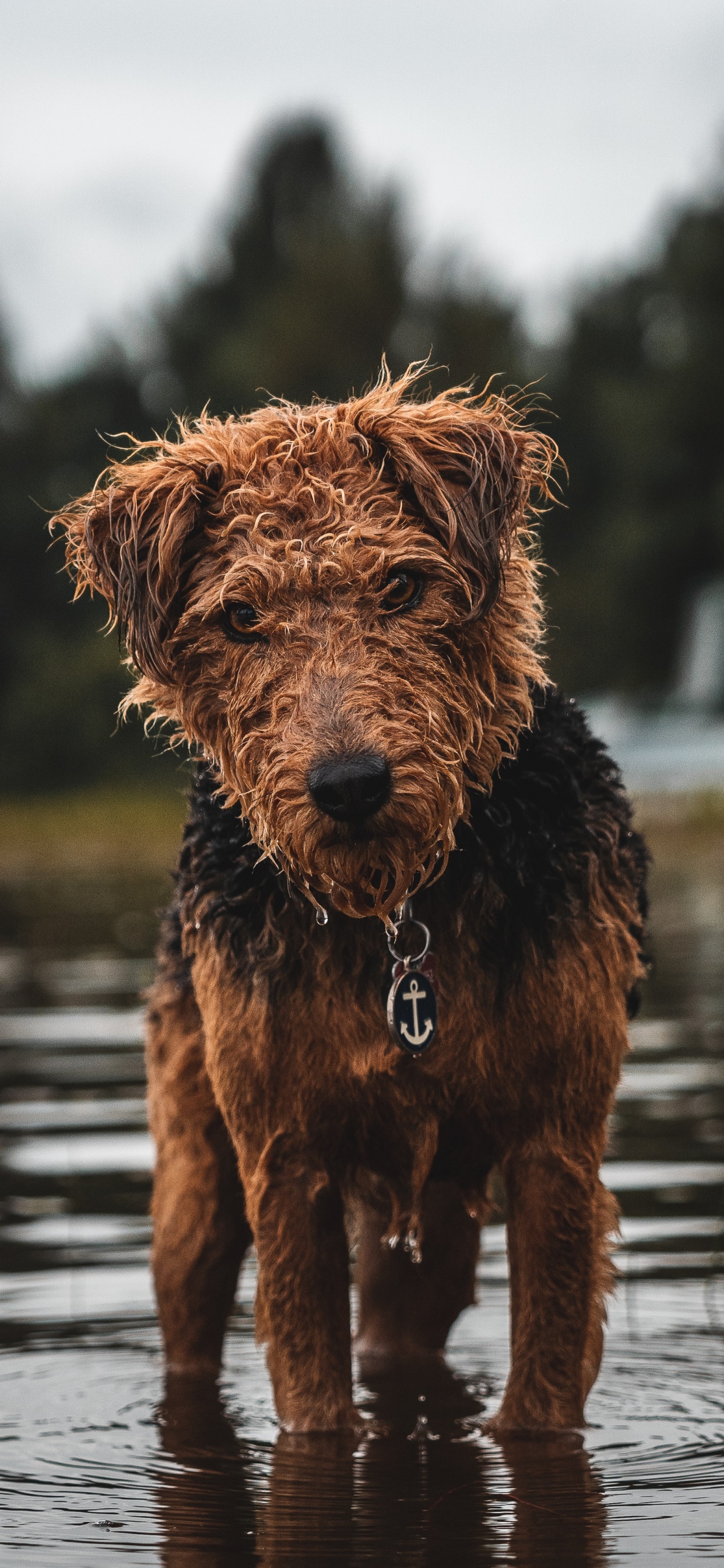Chien à Poil Court Brun et Noir Sur L'eau Pendant la Journée. Wallpaper in 1242x2688 Resolution