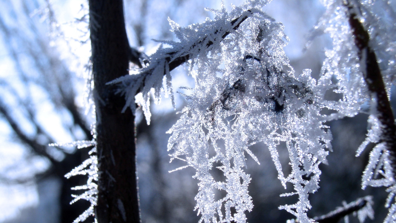 Weißer Schnee Auf Einem Ast. Wallpaper in 1280x720 Resolution