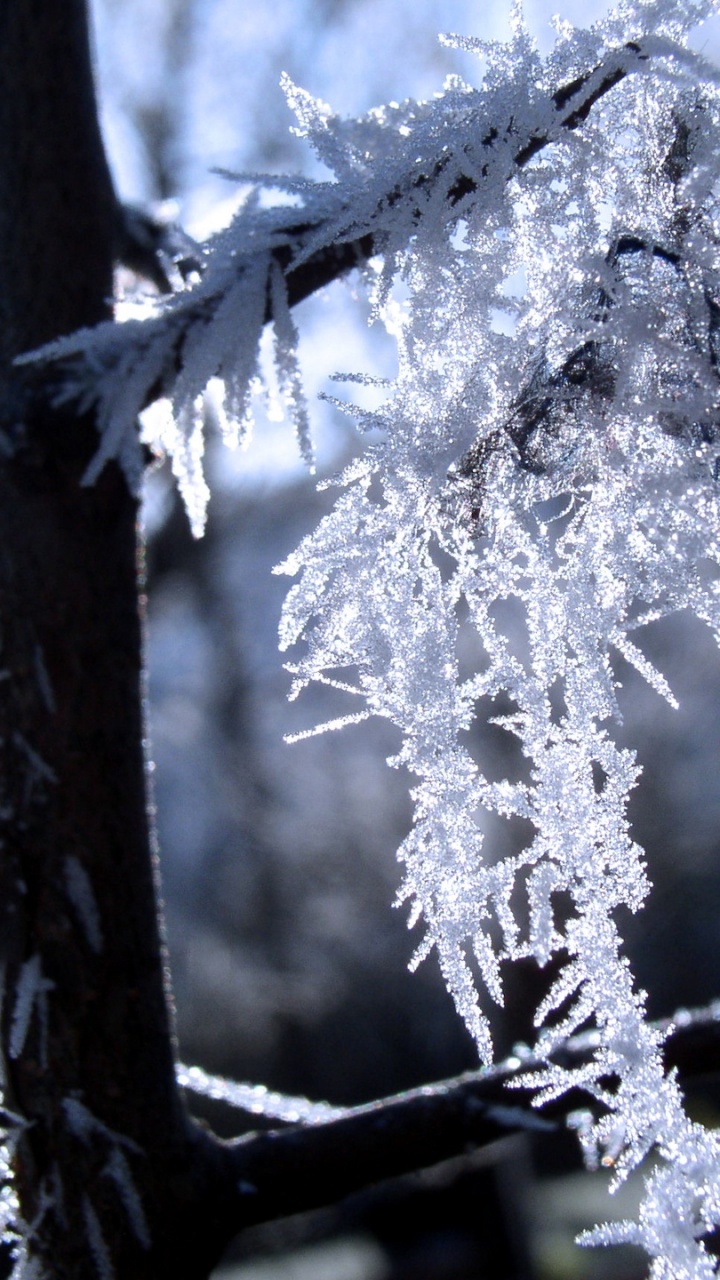 Neige Blanche Sur Une Branche D'arbre. Wallpaper in 720x1280 Resolution