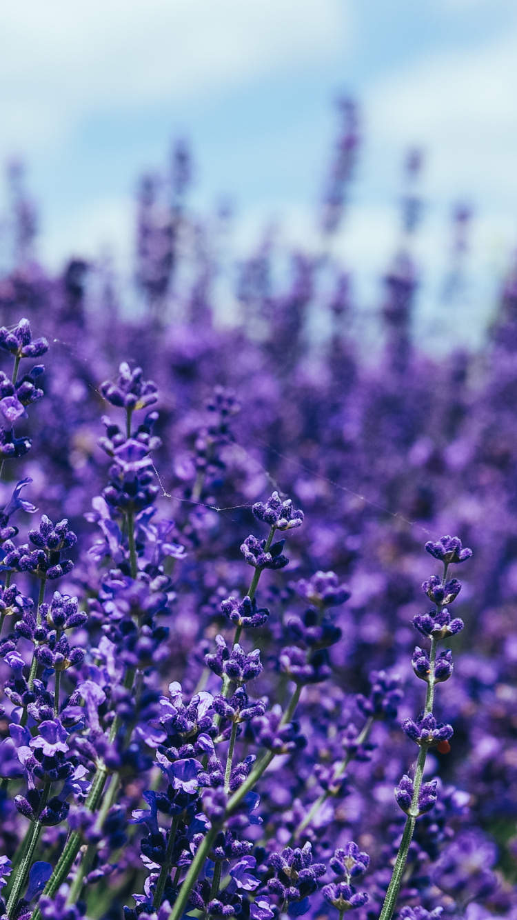 Purple, Violette, Plante Herbacée, Lavande, Couvre-sol. Wallpaper in 750x1334 Resolution