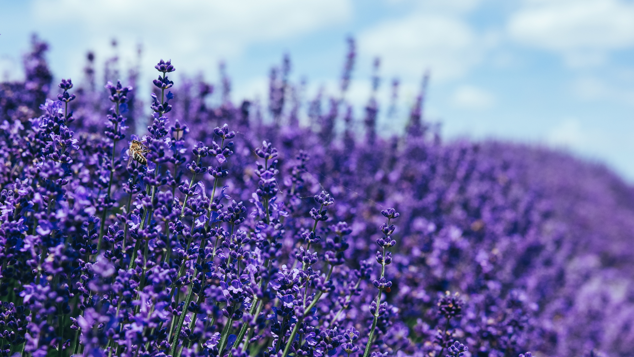 Purpur, Cloud, Veilchen, Krautige Pflanze, Lavendel. Wallpaper in 2560x1440 Resolution