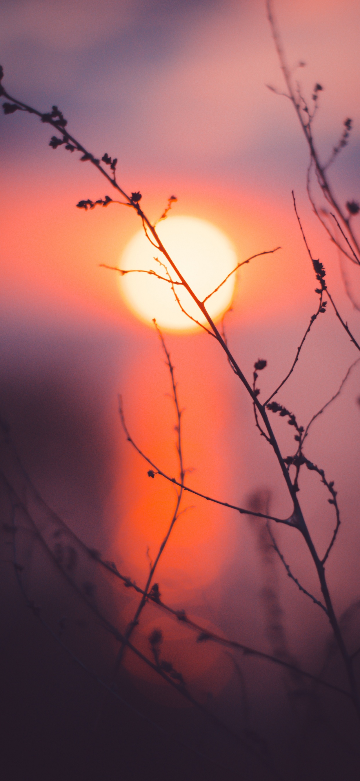 Sucursal, Naturaleza, Rojo, Puesta, Ramita. Wallpaper in 1242x2688 Resolution