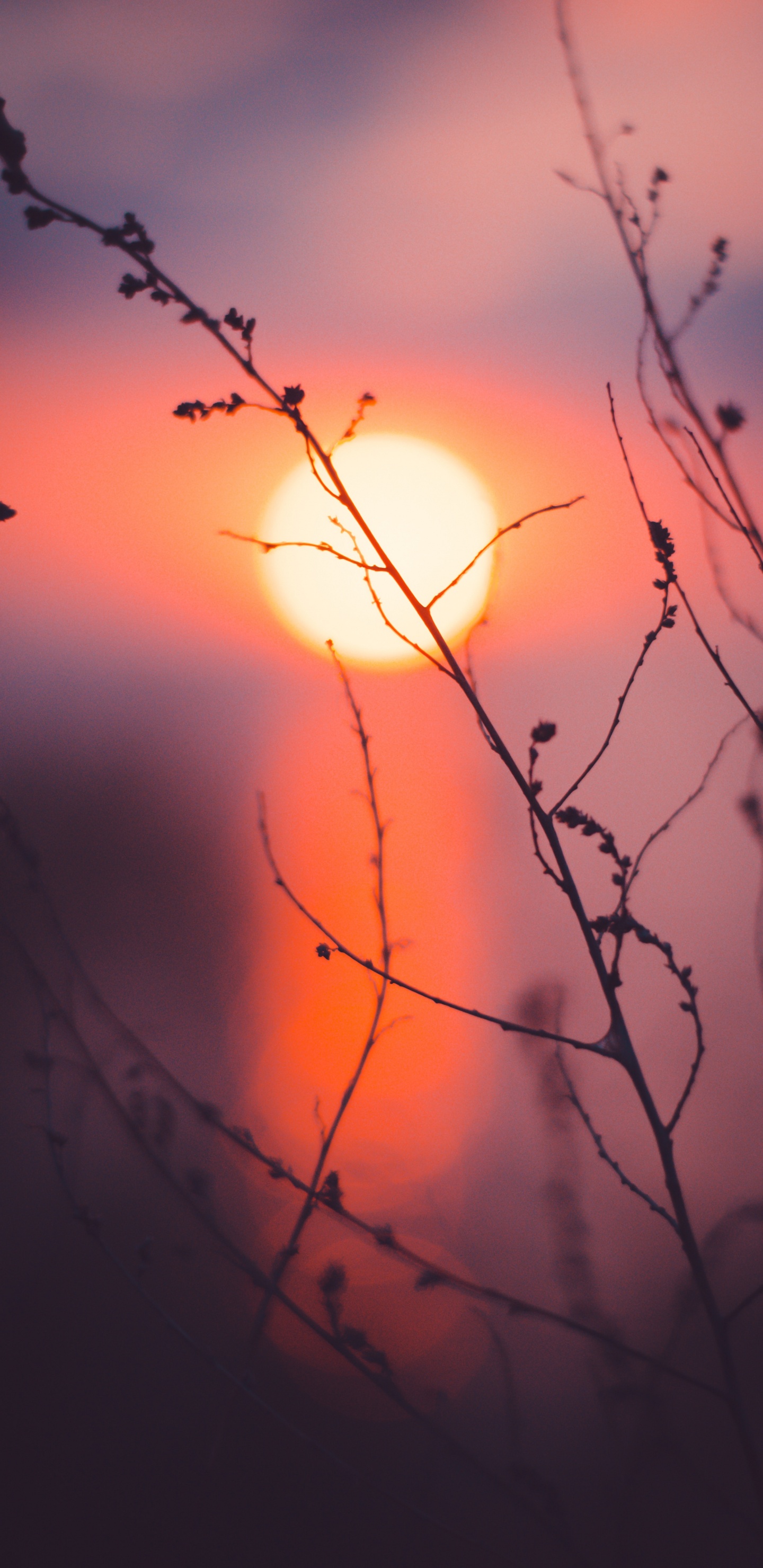 Sucursal, Naturaleza, Rojo, Puesta, Ramita. Wallpaper in 1440x2960 Resolution