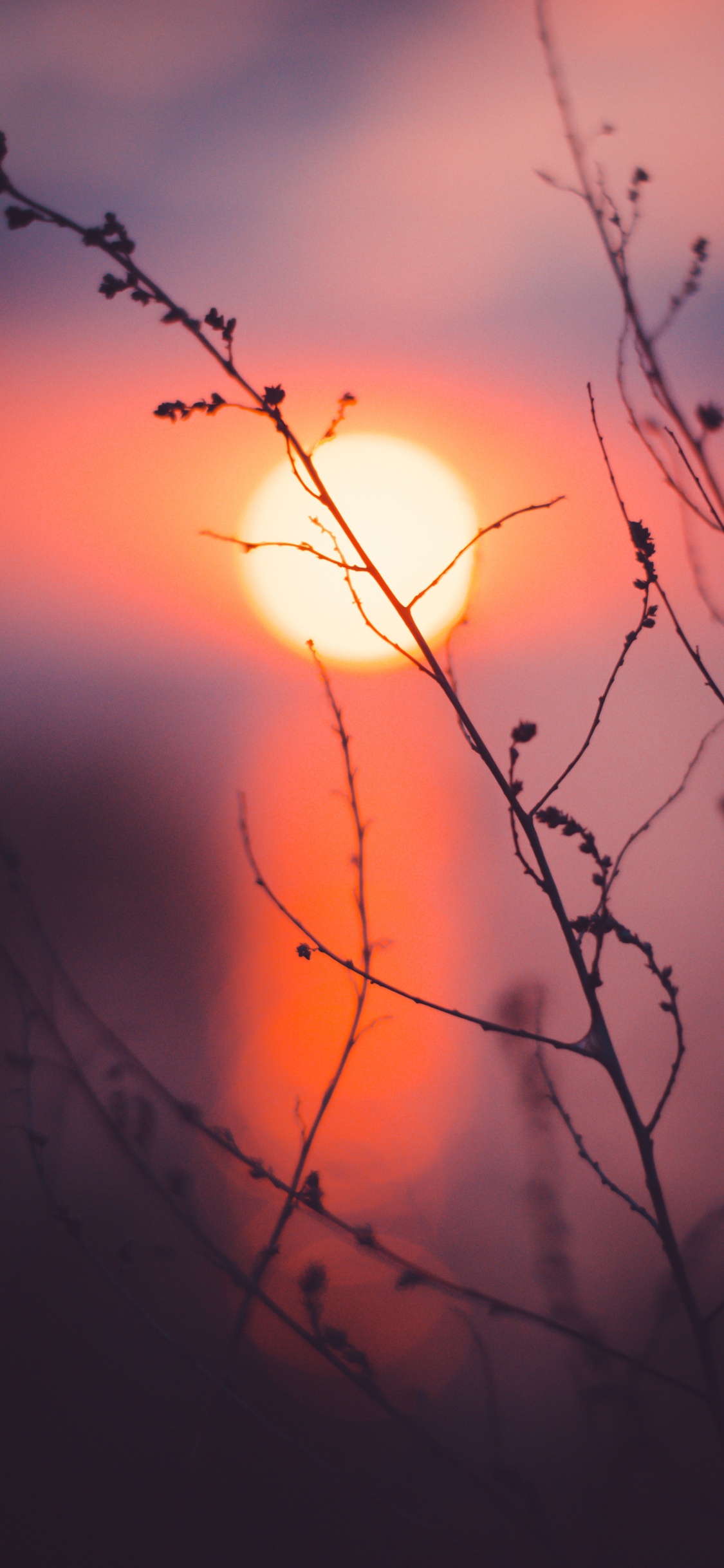 Branch, Natur, Sonnenuntergang, Zweig, Orange. Wallpaper in 1125x2436 Resolution