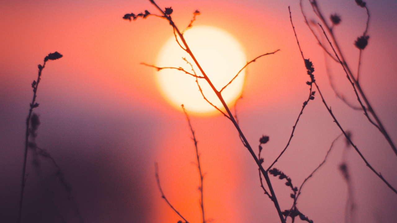 Branch, Natur, Sonnenuntergang, Zweig, Orange. Wallpaper in 1280x720 Resolution