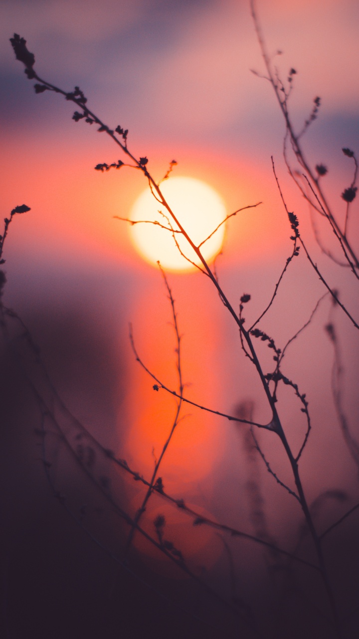 Branch, Nature, Red, Sunset, Twig. Wallpaper in 720x1280 Resolution