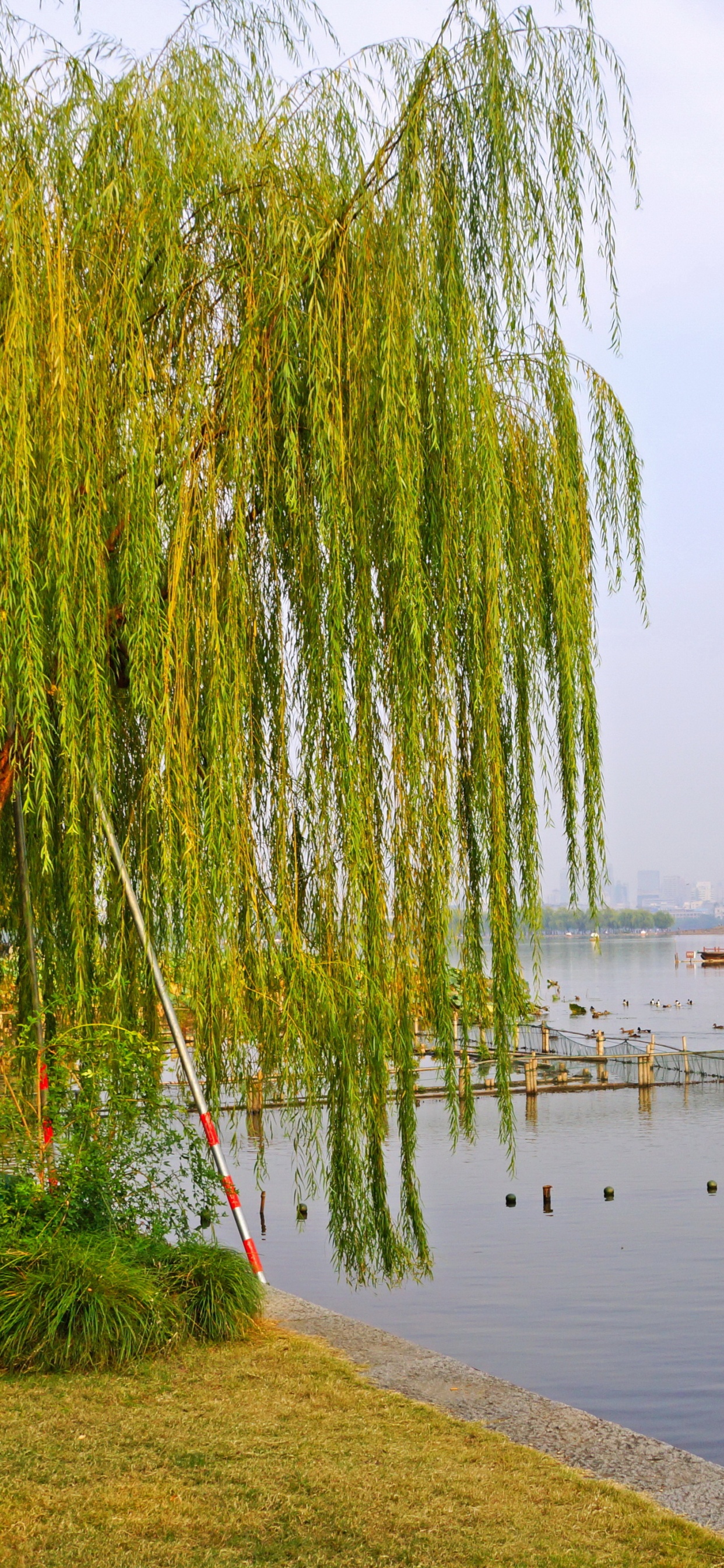 Green Grass Near Body of Water During Daytime. Wallpaper in 1242x2688 Resolution
