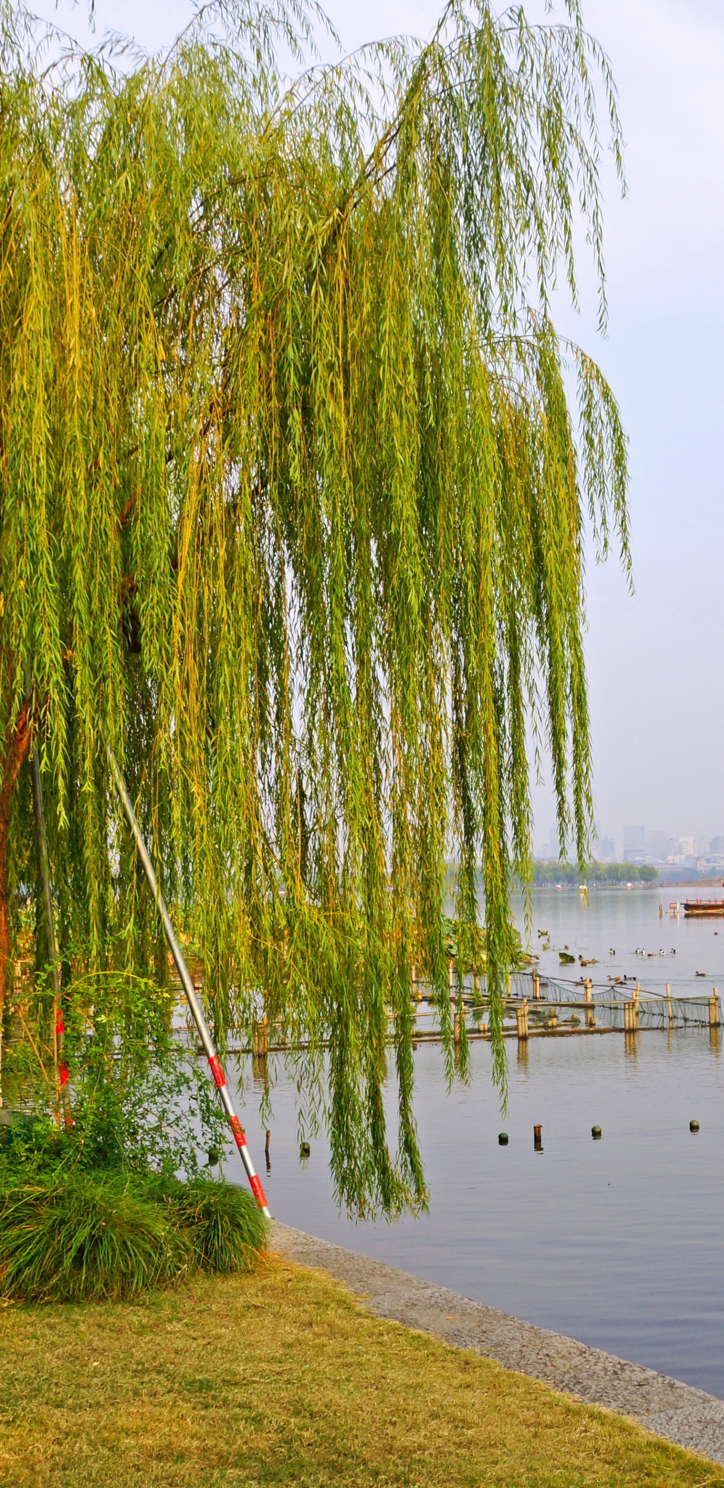 Green Grass Near Body of Water During Daytime. Wallpaper in 1440x2960 Resolution