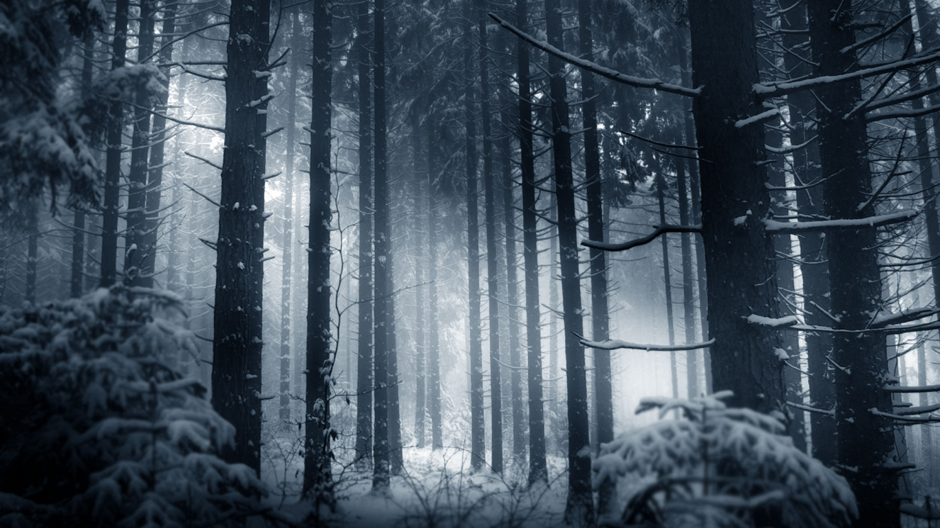 Foto en Escala de Grises de Árboles Cubiertos de Nieve.. Wallpaper in 1366x768 Resolution